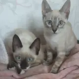 Adopta a Ceilan Y Bali