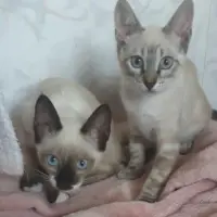 Adopta a Ceilan Y Bali