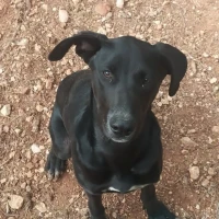 Adopta a Dora