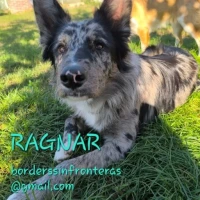 Adopta a Ragnar