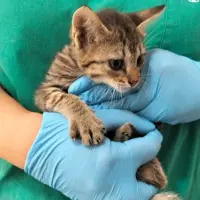 Adopta a Flecha
