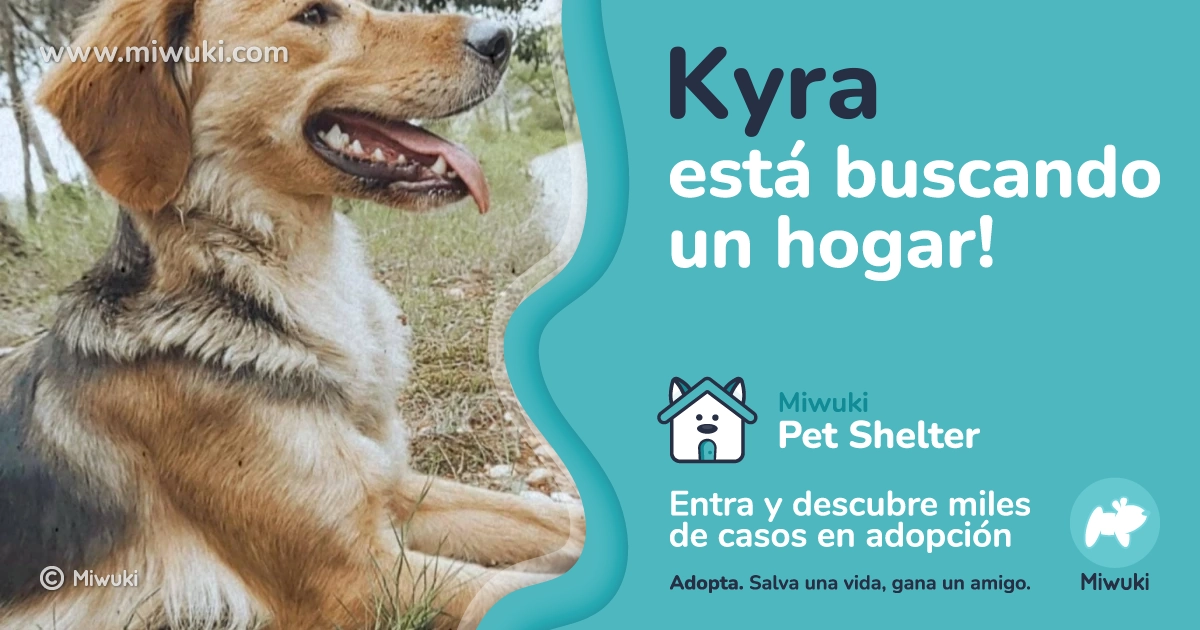adopta-a-kyra-un-perro-de-girona-espa-a-encu-ntralo-en-miwuki-pet