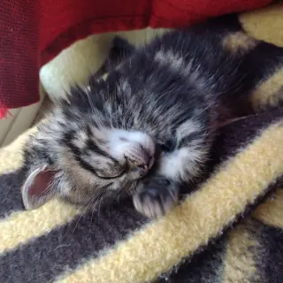 Cuqui