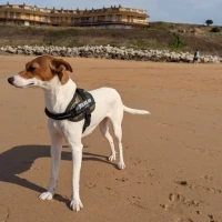 Adopta a Ruli