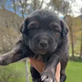 Adopta a Coquito