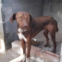 Adopta a Cosmos