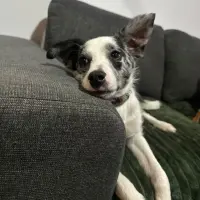Adopta a Shelby