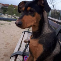 Adopta a Maya