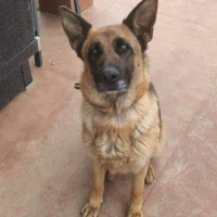 Adopta a Tiana