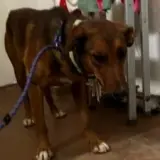 Adopta a Keko