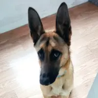 Adopta a Vera