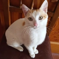 Adopta a Bruno