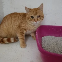 Adopta a Elías