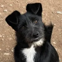 Adopta a Puas