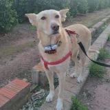 Adopta a Montana