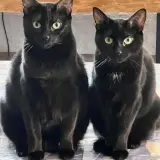 Adopta a Tundra Y Taiga
