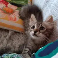 Adopta a Suny
