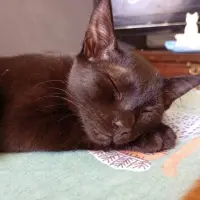 Adopta a Salem