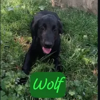 Adopta a Wolf