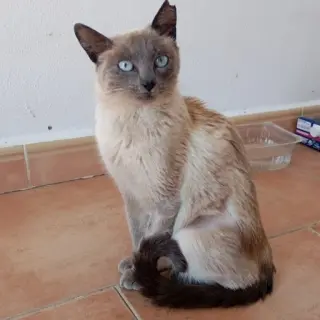 Frida