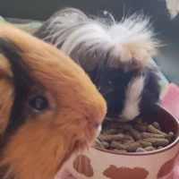 Adopta a Bubby Y Pelusa