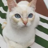 Adopta a Bruma