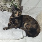 Adopta a Patty