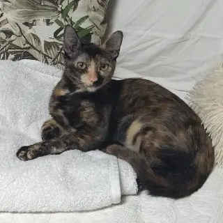Patty