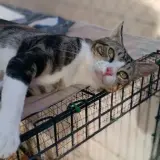 Adopta a Marley