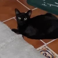 Adopta a Candy