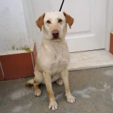 Adopta a Kika