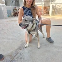 Adopta a Lexar 1 Año, 18 Kg Tlf 645978718