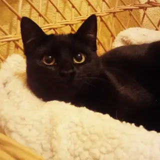 Eloise