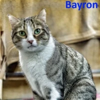 Adopta a Bayron