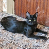 Adopta a Elisa