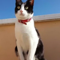 Adopta a Mini