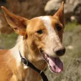 Adopta a Brody