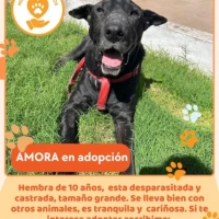 Adopta a Amora