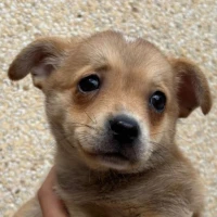 Adopta a Mino