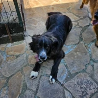 Adopta a Blacky