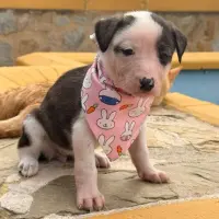 Adopta a Libia