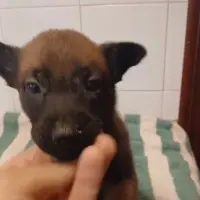 Adopta a Kira Y Alpha