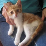 Adopta a Mozzarella