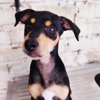 Adopta a Scooby