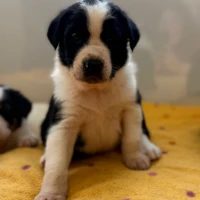 Adopta a Pera
