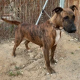 Adopta a Danae