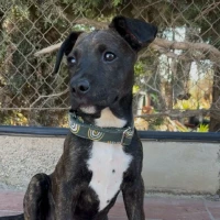 Adopta a Tora