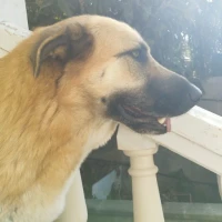 Adopta a Luna