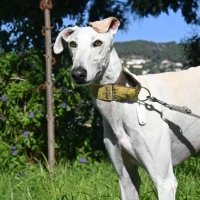 Adopta a Zenith