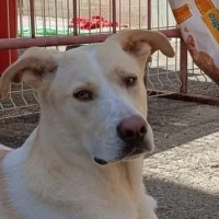 Adopta a Escarpin